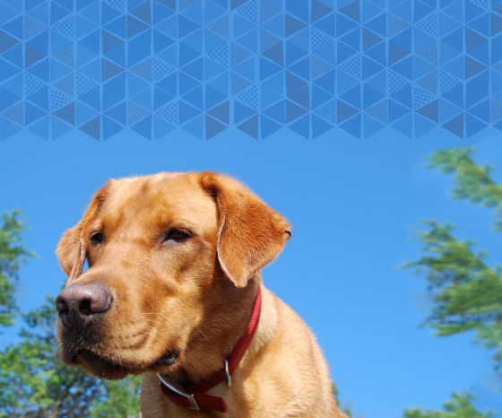 Fox red lab - what dog owners should know before buying a house